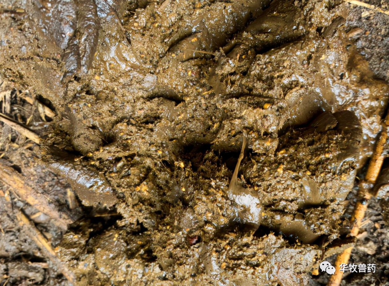 牛苦胆为什么会治便秘,牛便秘最快通便方法