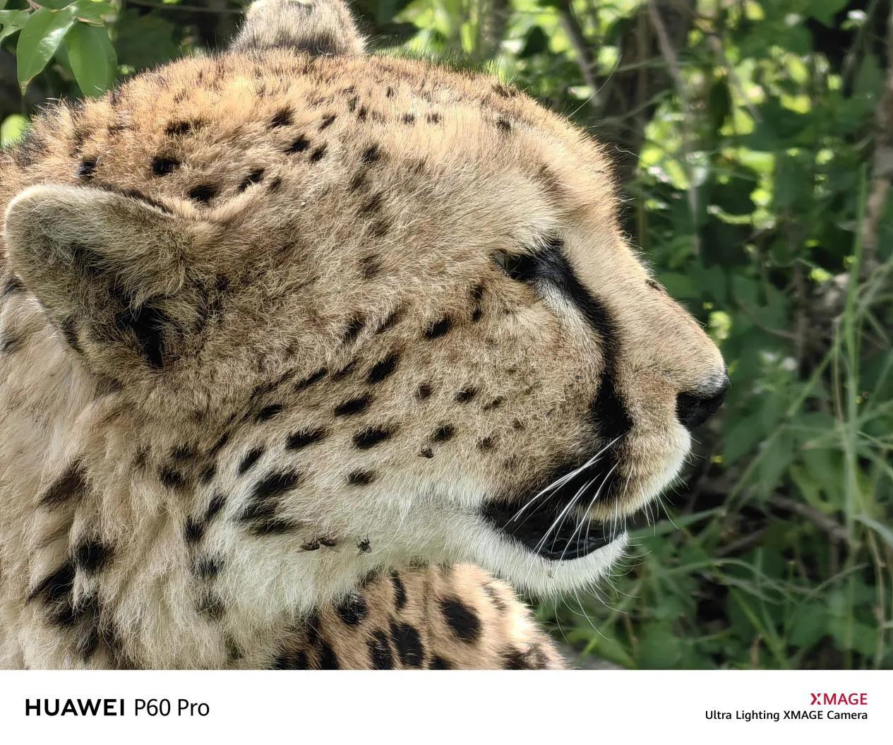 华为p60全系列支持北斗卫星通信吗,华为p60八达通