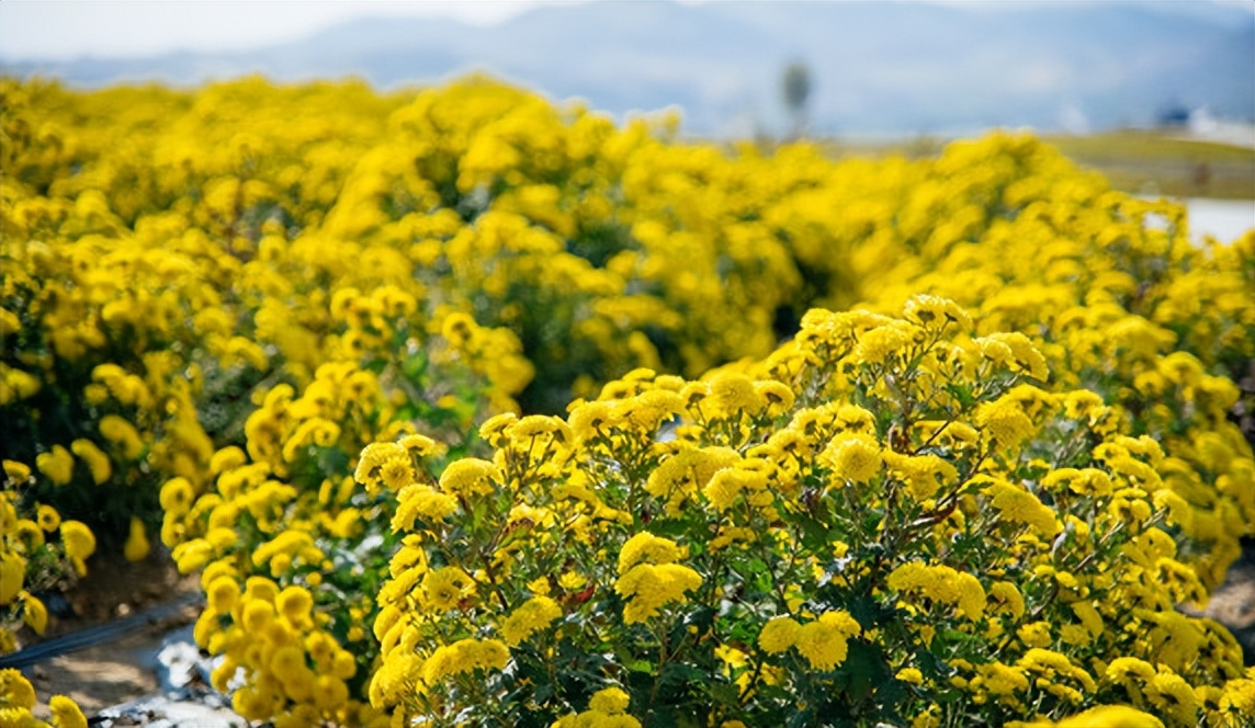 适合冬季喝的12种花茶功效,花茶黑茶绿茶红茶哪种解春困
