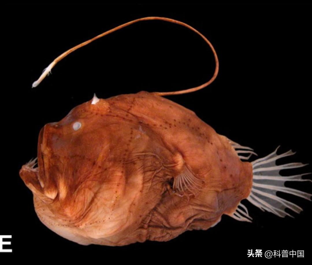 深海鮟鱇鱼,藏在深海的鮟鱇鱼