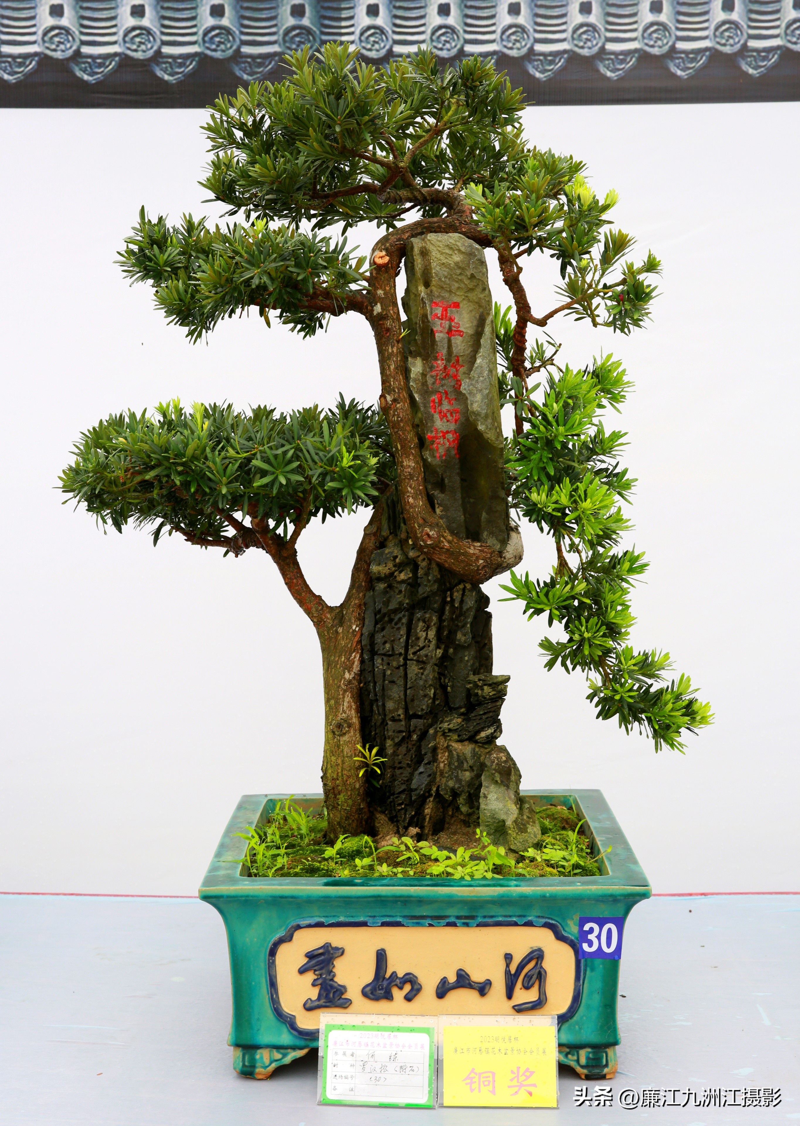 最高端的盆景展,一场惊艳的盆景展