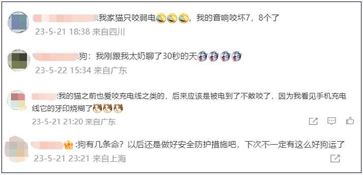 家里猫咬电线怎么办,小狗咬电线会电死吗