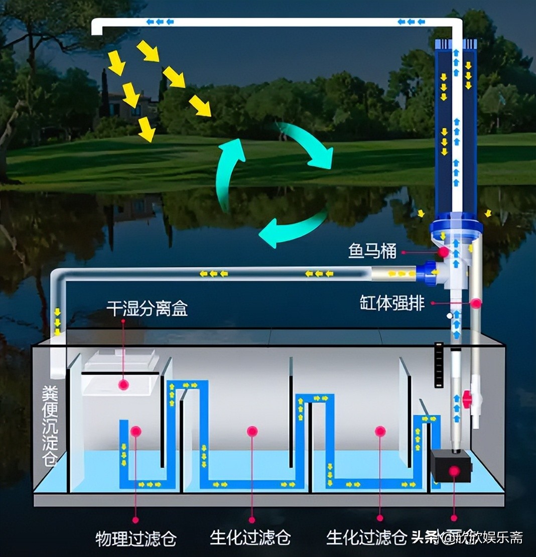 鱼缸硝化过滤细菌多久需要换,鱼缸加入硝化细菌要一直开过滤吗