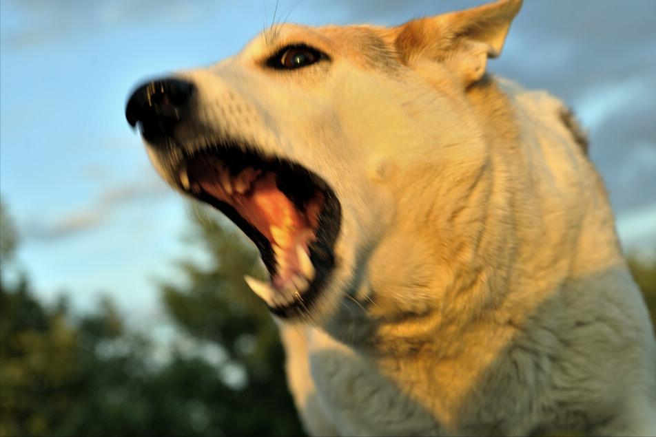 狗狗狂犬病10天观察法,狗狗得狂犬病早期的10个征兆