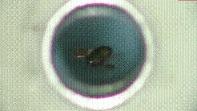 液体猫是真的吗,为什么都说猫咪是液体猫