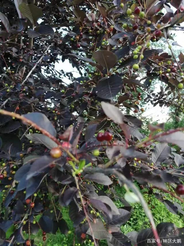 晨露午拾【38】——记忆是那几棵树：臭李子树