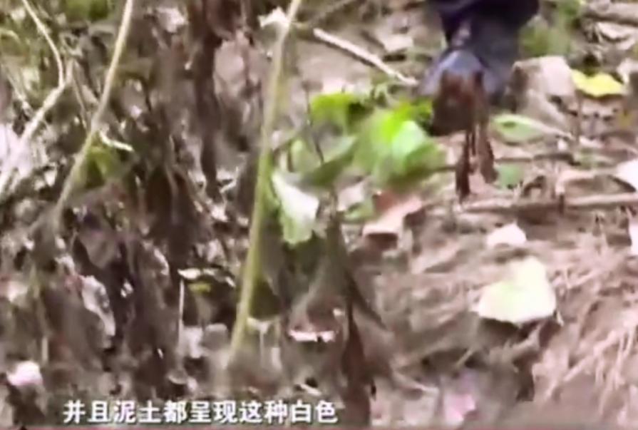 2018年湖北废弃养鸡场泥土变白,湖北养鸡场附近土呈白色
