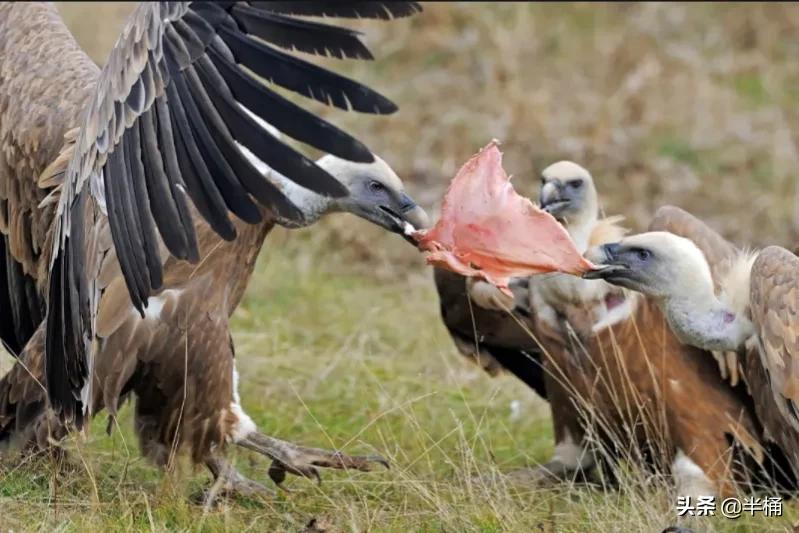 腐肉没有营养为什么有的动物吃,动物为什么能吃腐肉