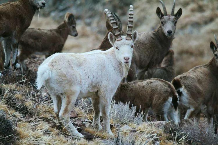 悬羊*仇报**｜祁连山黄药仙说：谁说羊都怕狼？悬羊斗狼令人叫绝