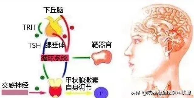 tsh促甲状腺激素偏高会有什么危害,促甲状腺激素tsh偏高能根治吗