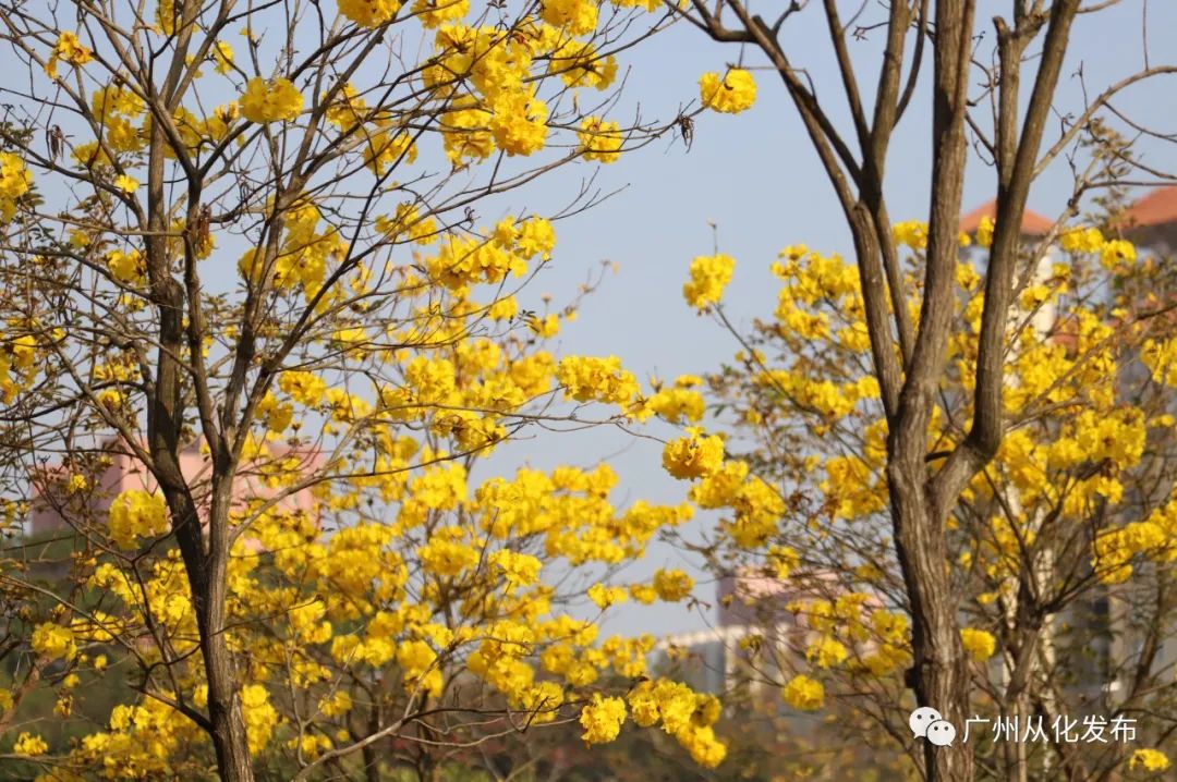 两人从化两天一夜游玩攻略,去从化玩的攻略