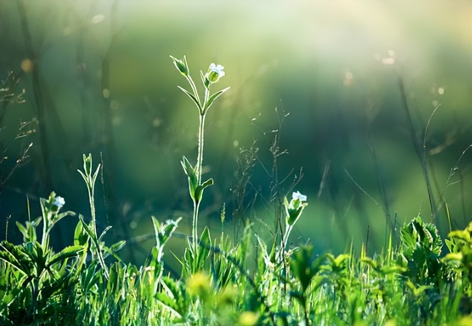 唐诗经典100首必背,240首必背唐诗