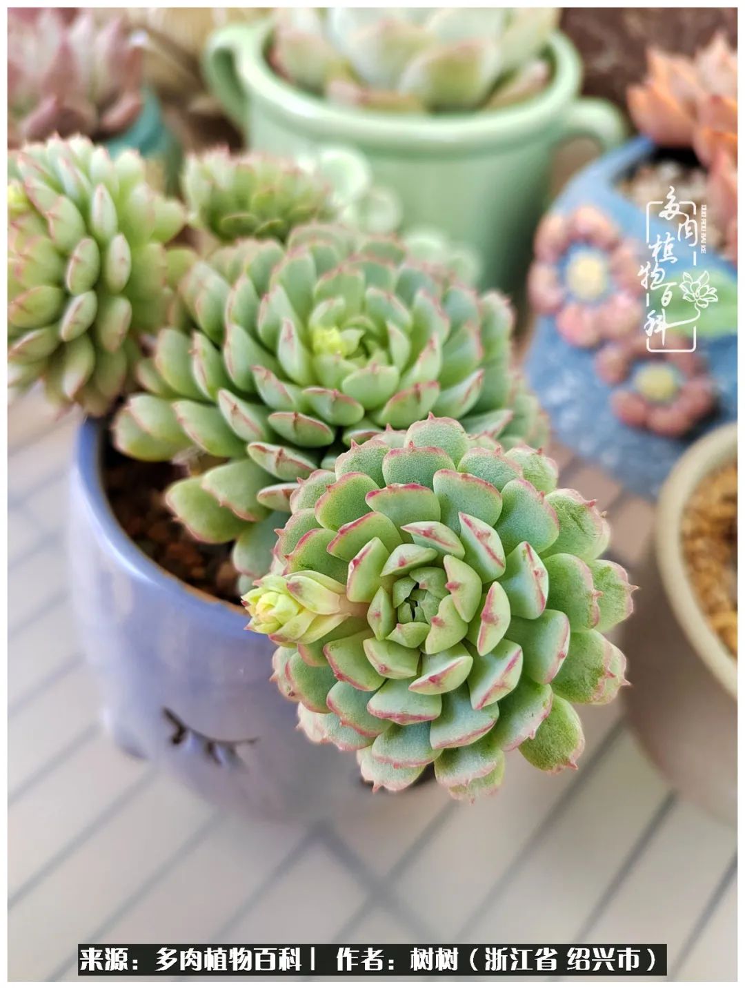 又临寒冬，暖阳下携手肉肉赏姹紫嫣红！