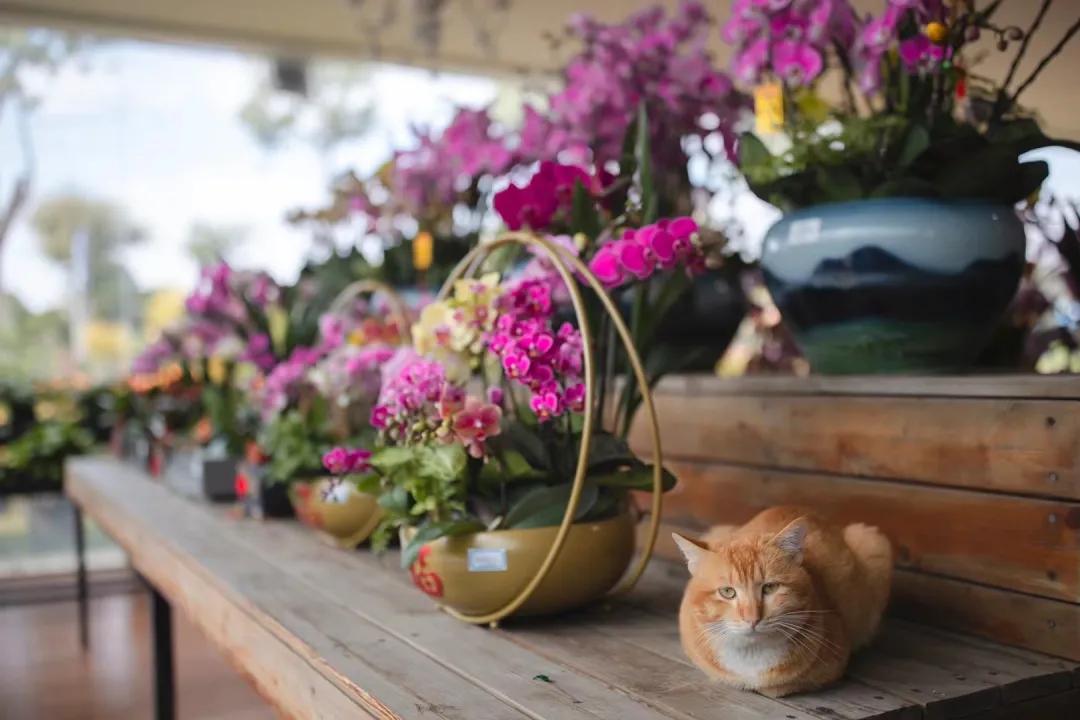 今年的广州花市在哪里,今年广州花市开市时间