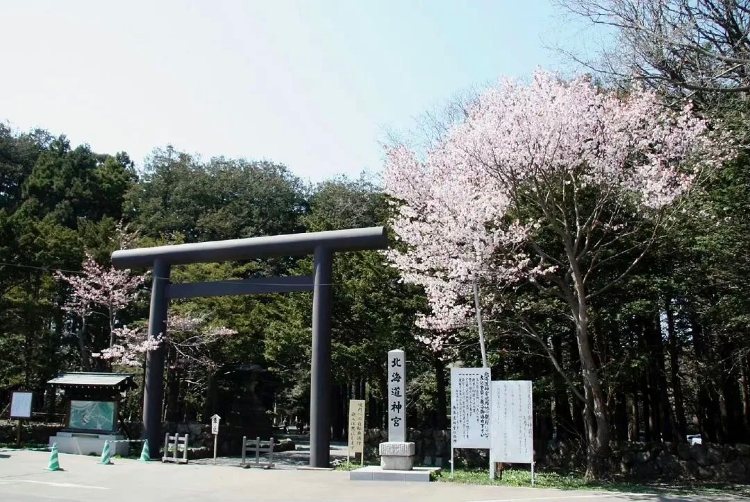 今年日本樱花还能看吗,日本4月底还有樱花看吗