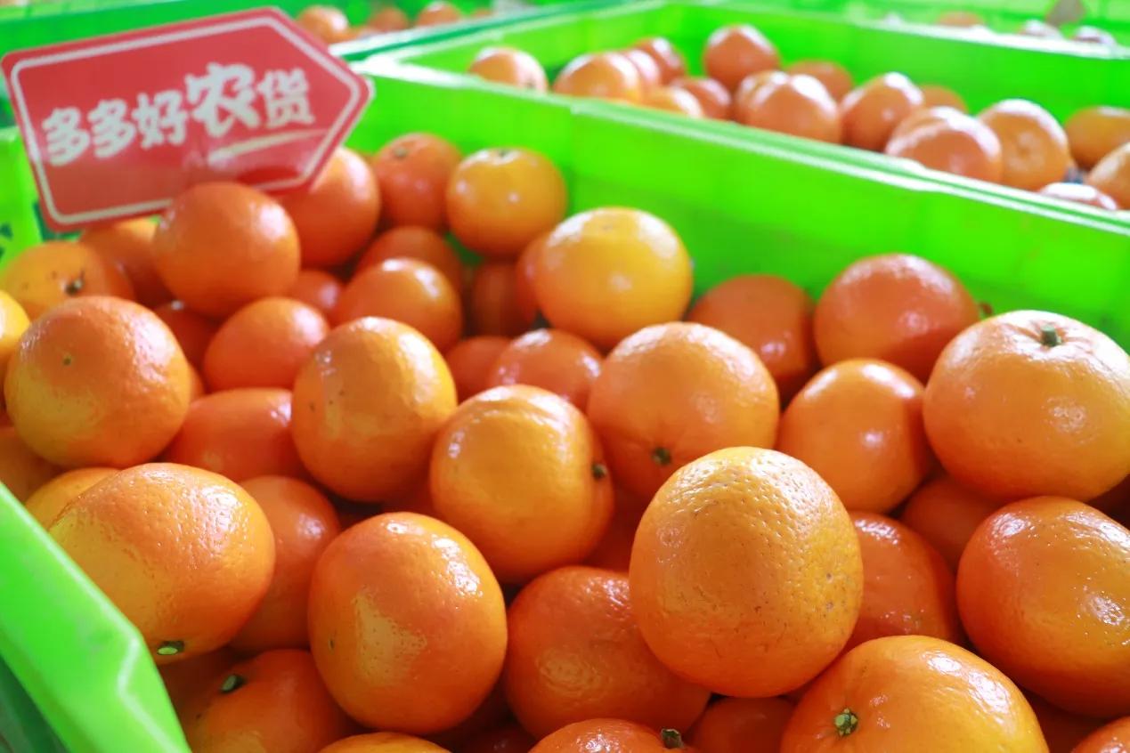 90后新农人逐梦,90后新农人奋斗