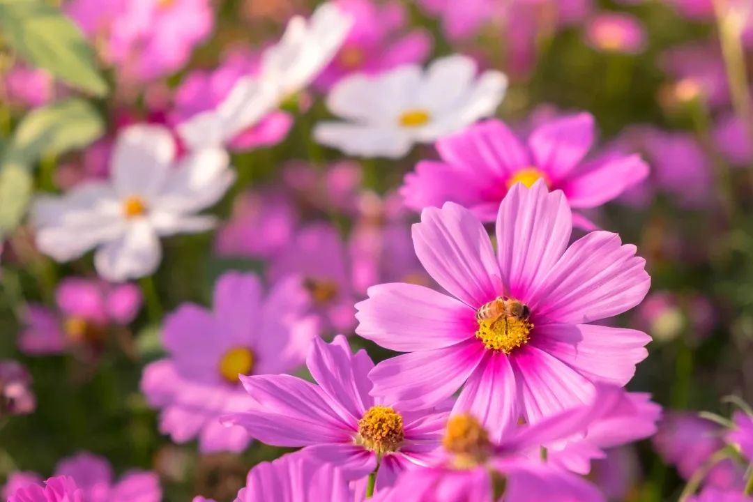 厦门十大最美花海,盘点厦门最美花海的地方