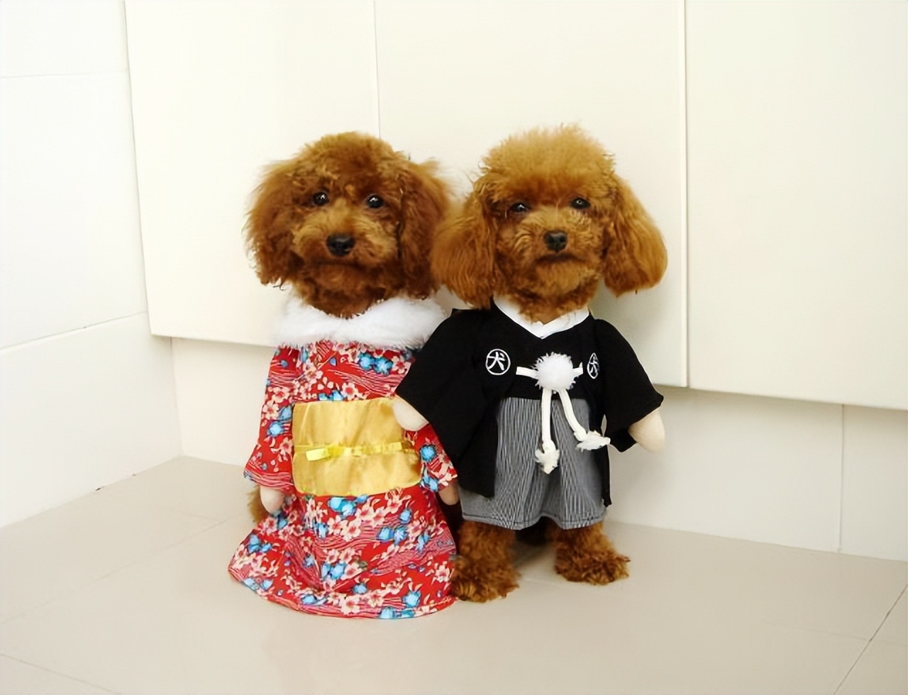 泰迪喜欢主人的表现有哪些,泰迪身体有这些表现得赶紧驱虫了