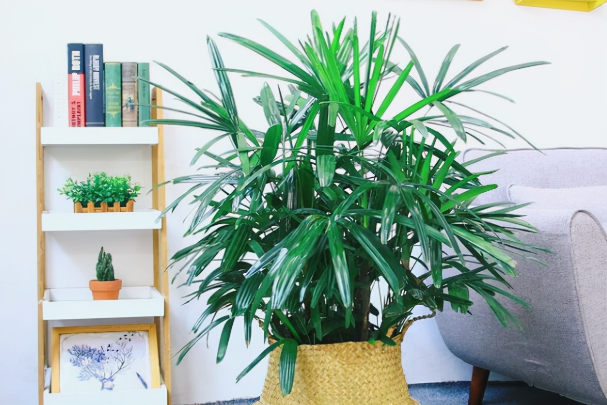 家庭养花棕竹,盆栽棕竹好看吗