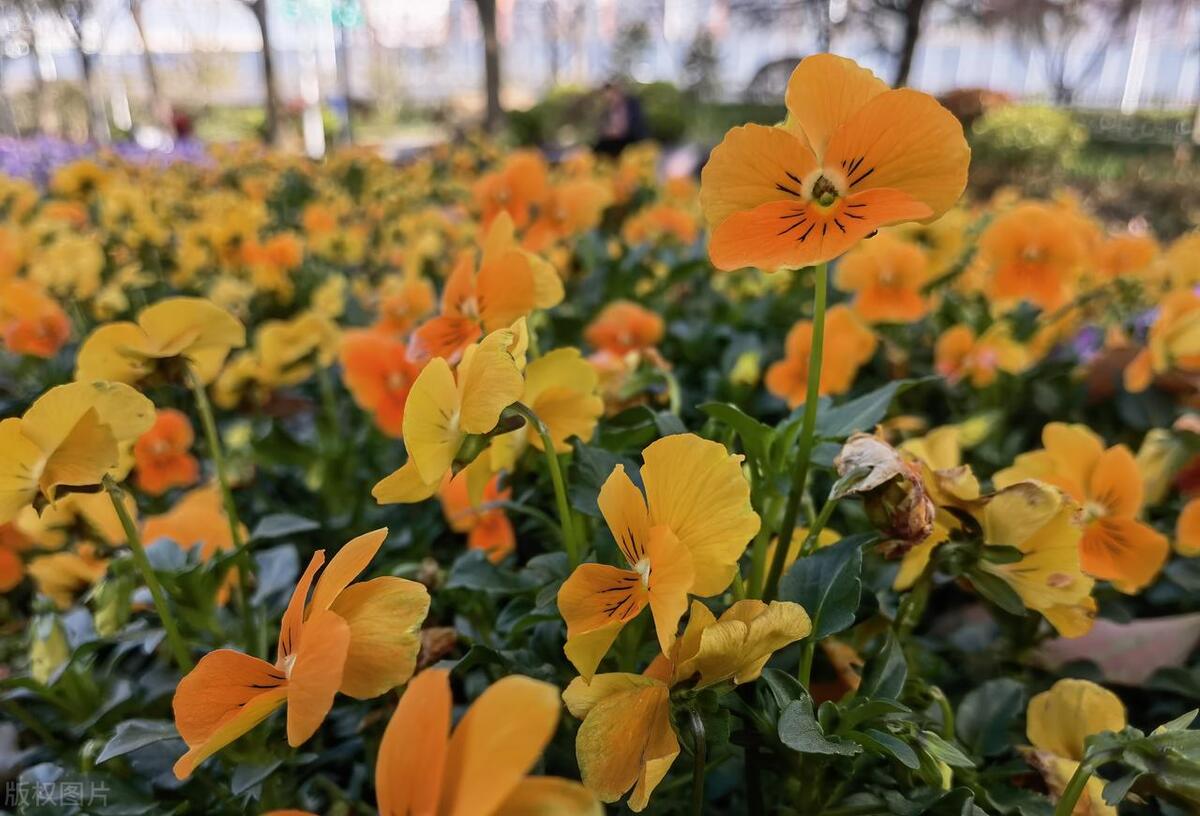 窗台养的小花,窗台上好养活的花