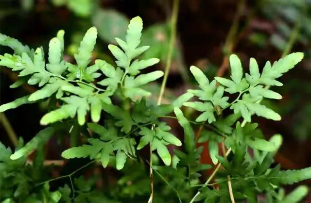 农村常见排石草,民间草药快速生发