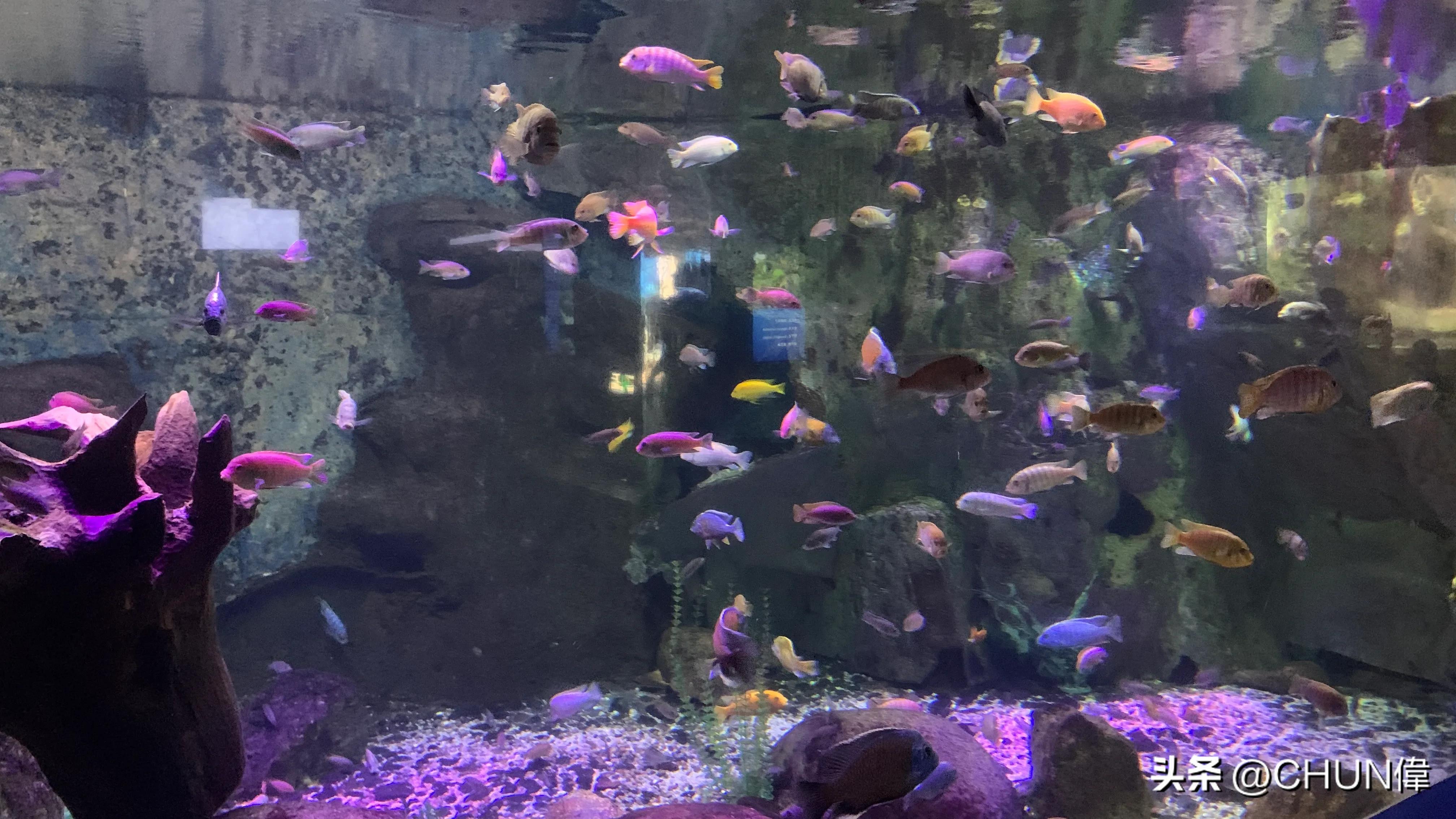 自由行厦门鼓浪屿四天怎么安排,鼓浪屿一日游五一