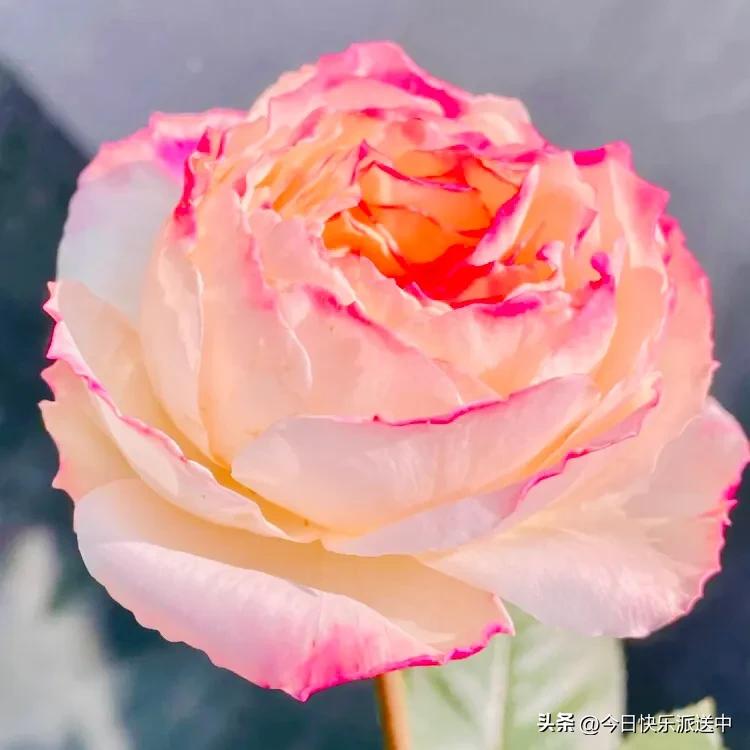 美醉了的月季花图片,各种颜色的月季花图片