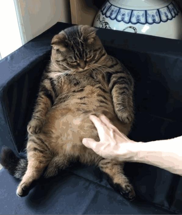 猫咪拉肚子了该如何治,猫咪拉肚子了该怎么办