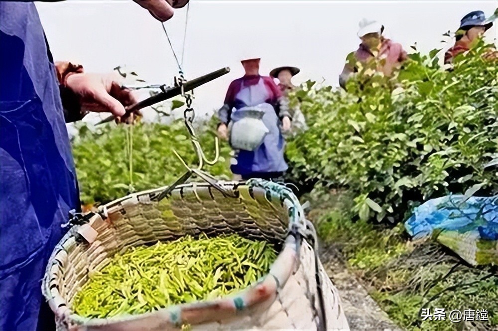 茶香四溢10大名茶,茶香四溢明前茶