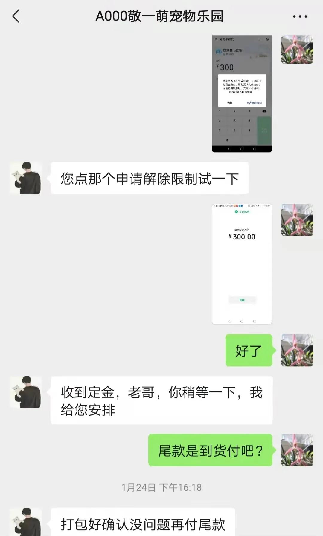 揭秘黑心宠物店卖的猫狗都不长命,曝光卖狗无良商家
