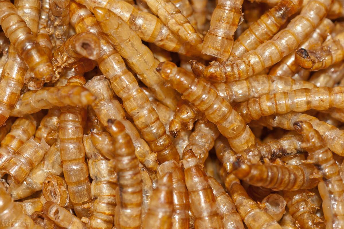 大哥用微波炉烤虫子，年收益高达3000多万元，他是怎么做到的？