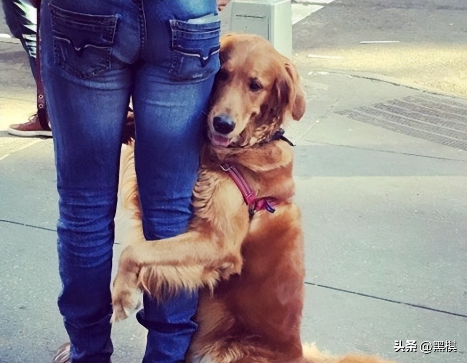 不同狗狗发情期的表现不一样，快来看看你家狗狗即将发情的样子。