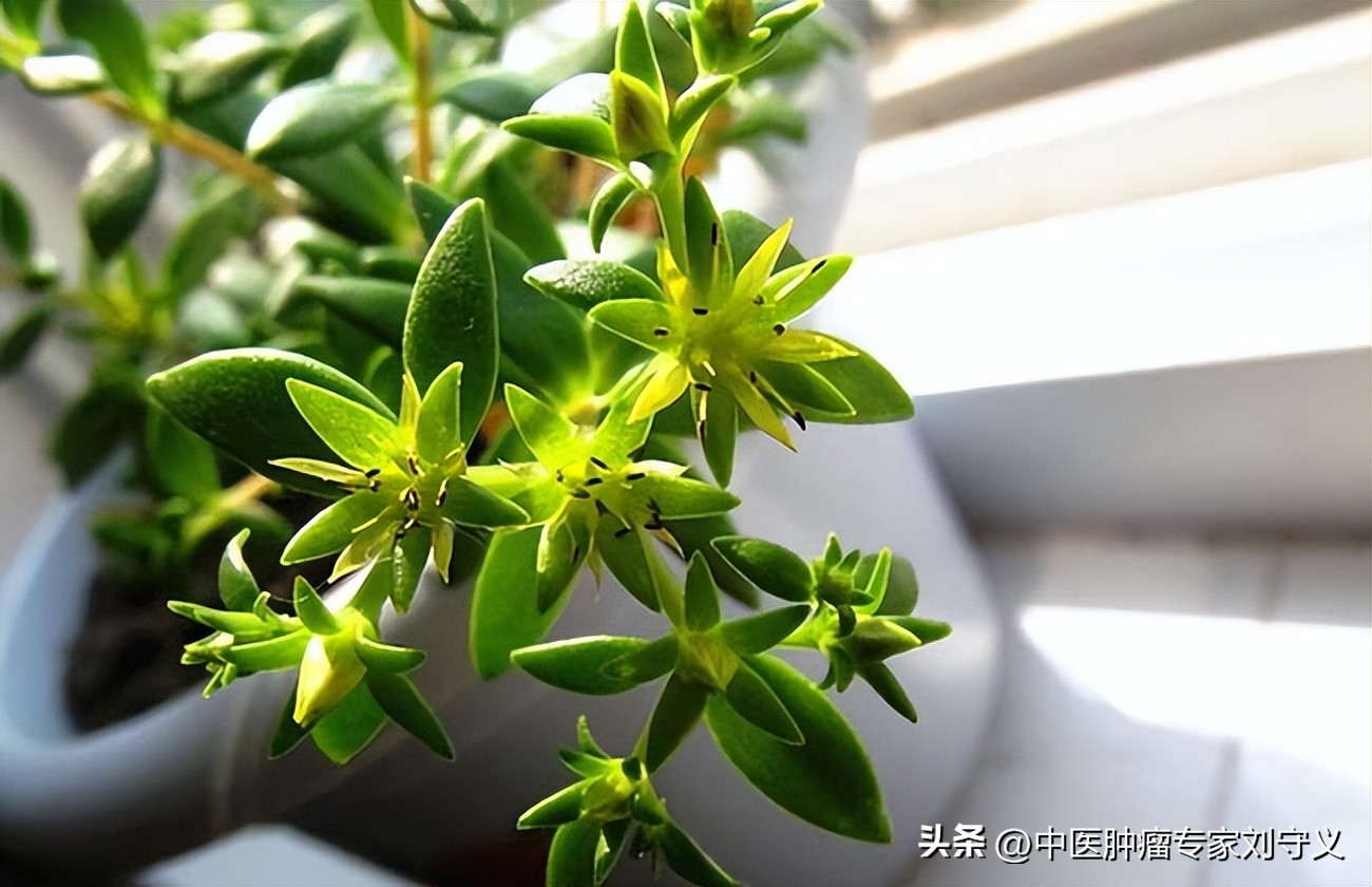 中华医药垂盆草的神奇功效与作用,垂盆草治癌症的吃法