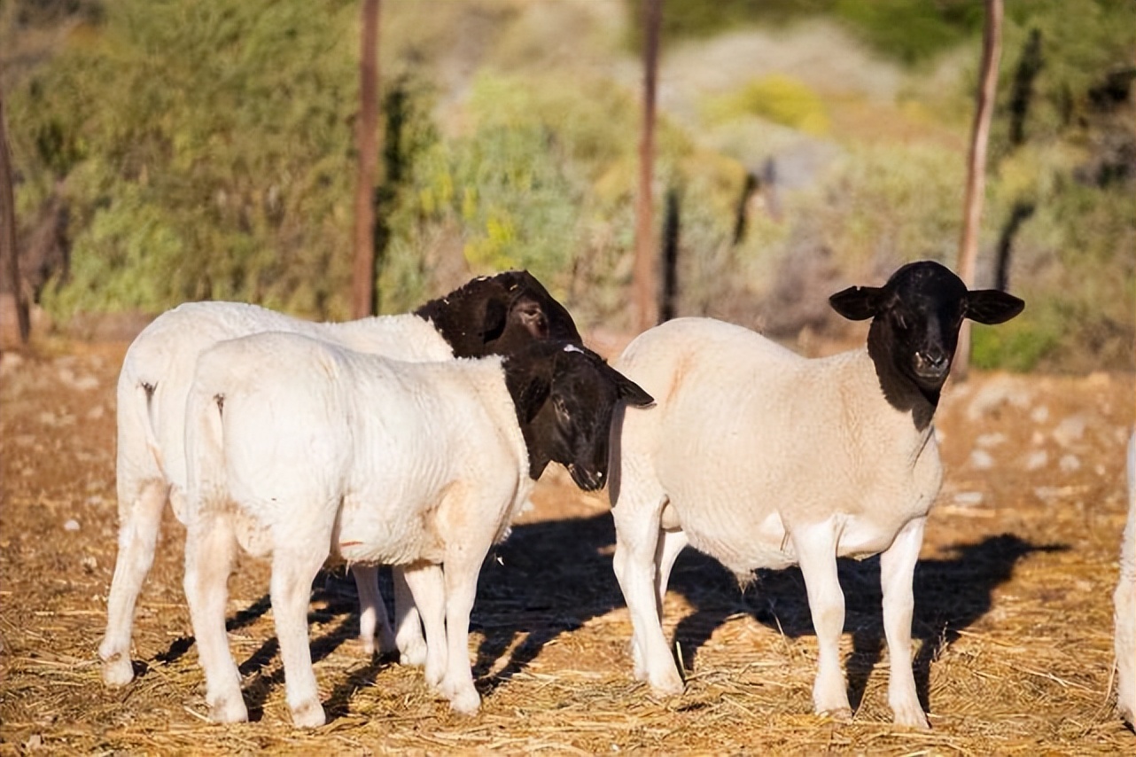 羊体表寄生虫有哪些？怎么治疗羊身上的蜱虫？养羊人必看