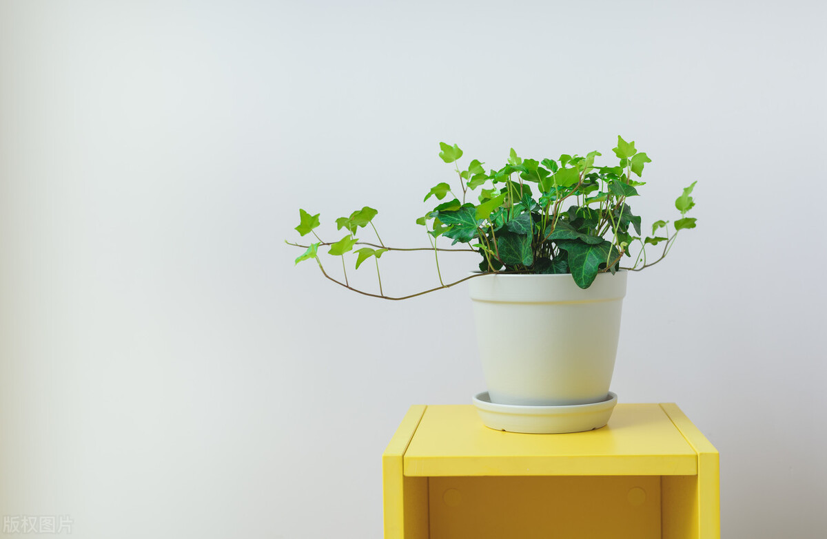 新家除味除甲醛绿植大全,家庭养的绿植怎么除甲醛