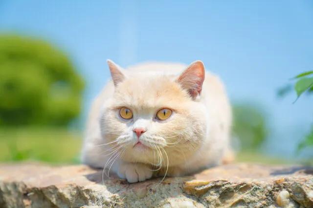 铲屎官看猫咪撒狗粮,各大铲屎官推荐的猫粮