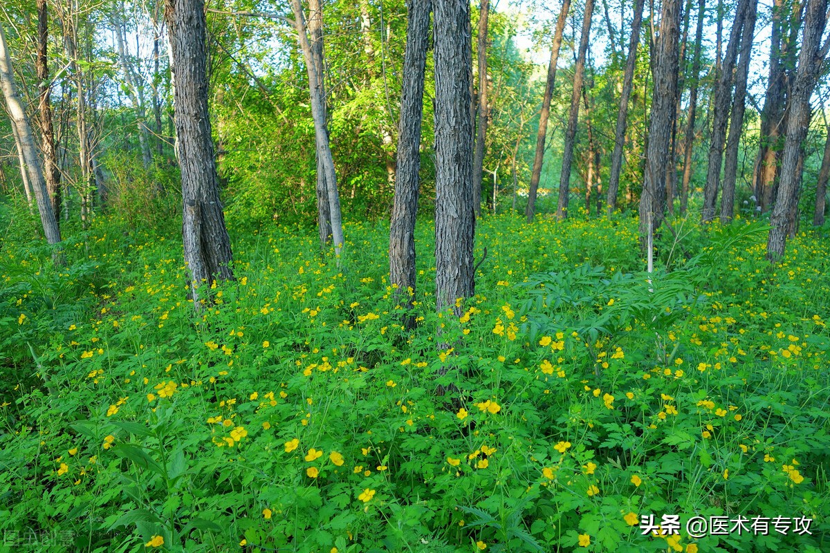 每天一味中药视频,每天一片黄连