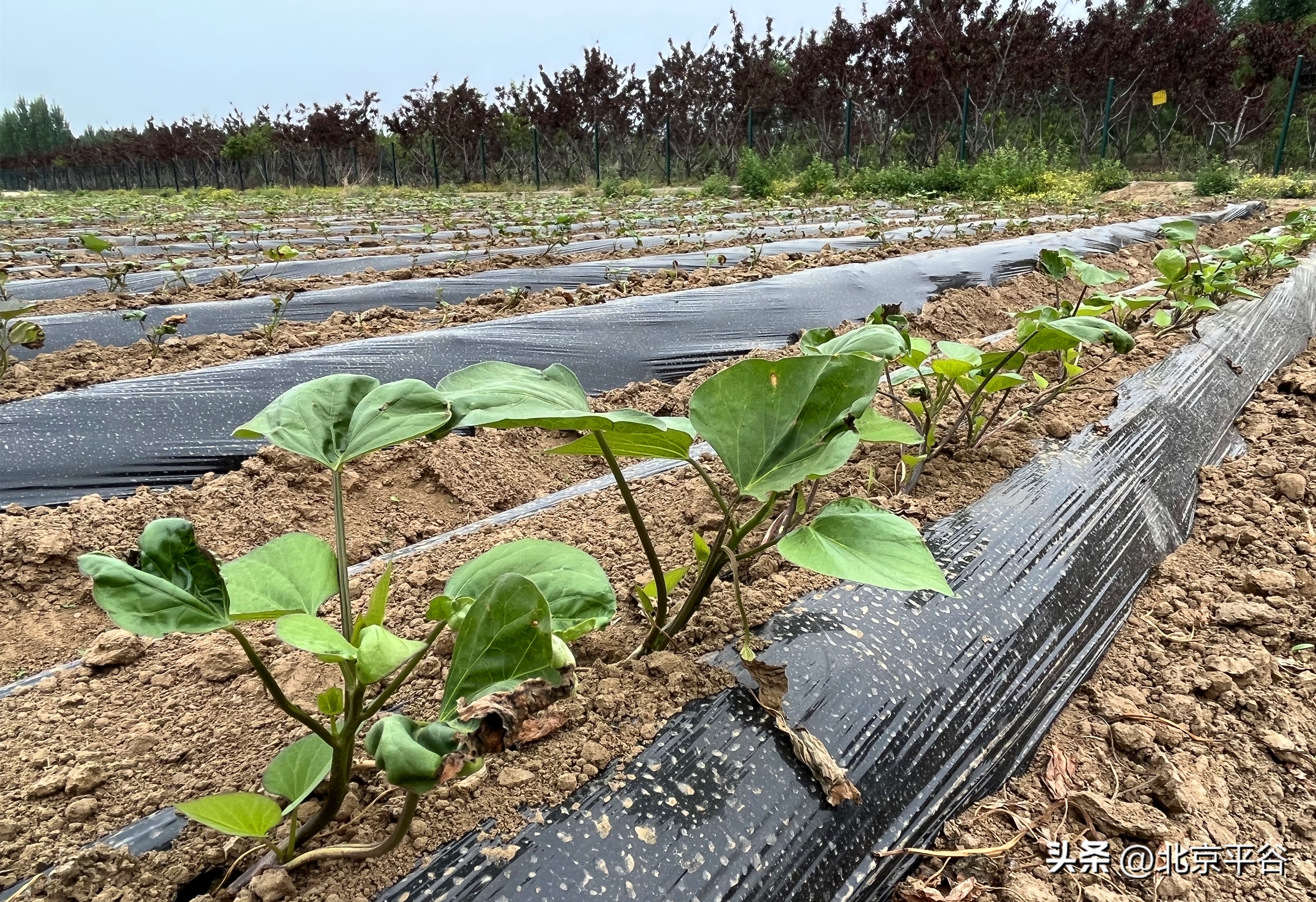 平谷贤王庄村“甜”产业点燃致富新“薯”光