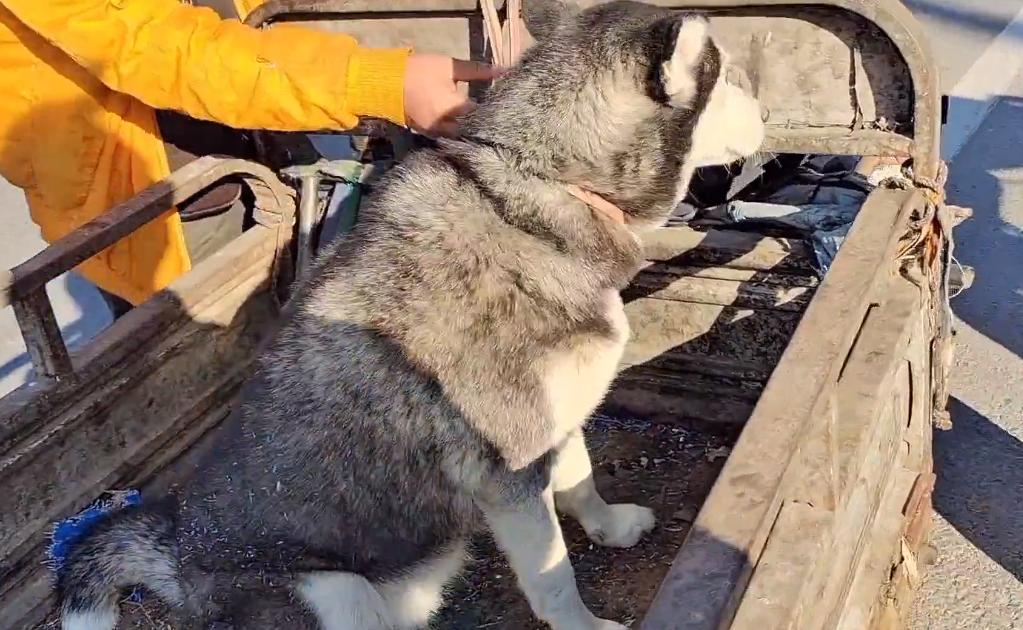 哈士奇遇到狗贩子不敢动,哈士奇被狗贩子带走