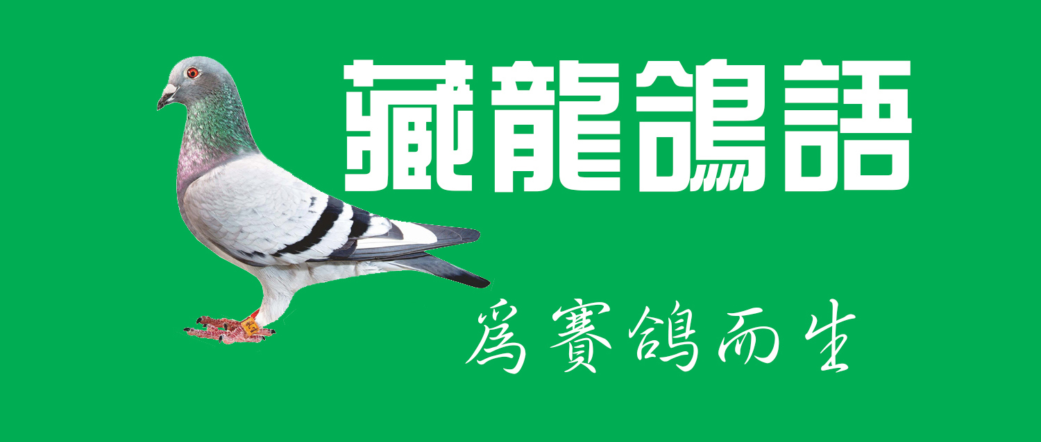 种鸽繁殖注意事项,种鸽育雏注意事项