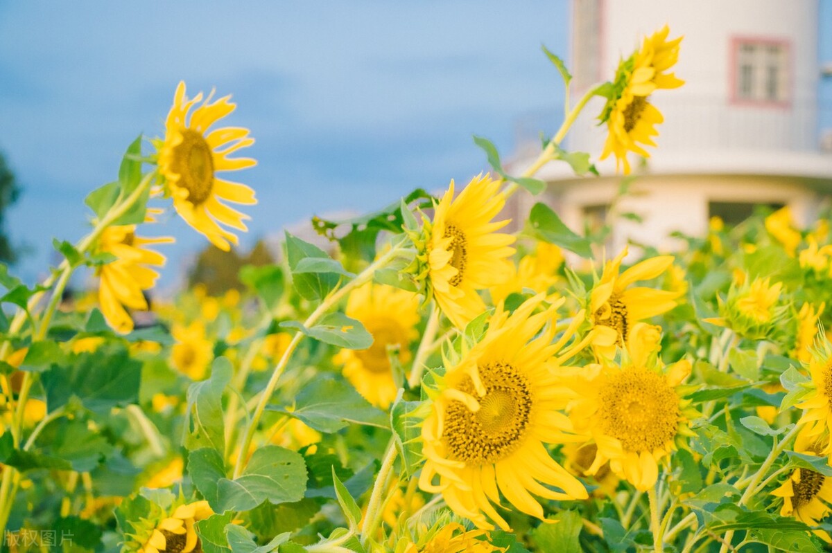 夫妻做生意赔钱靠老人,妻子做生意赔了50万