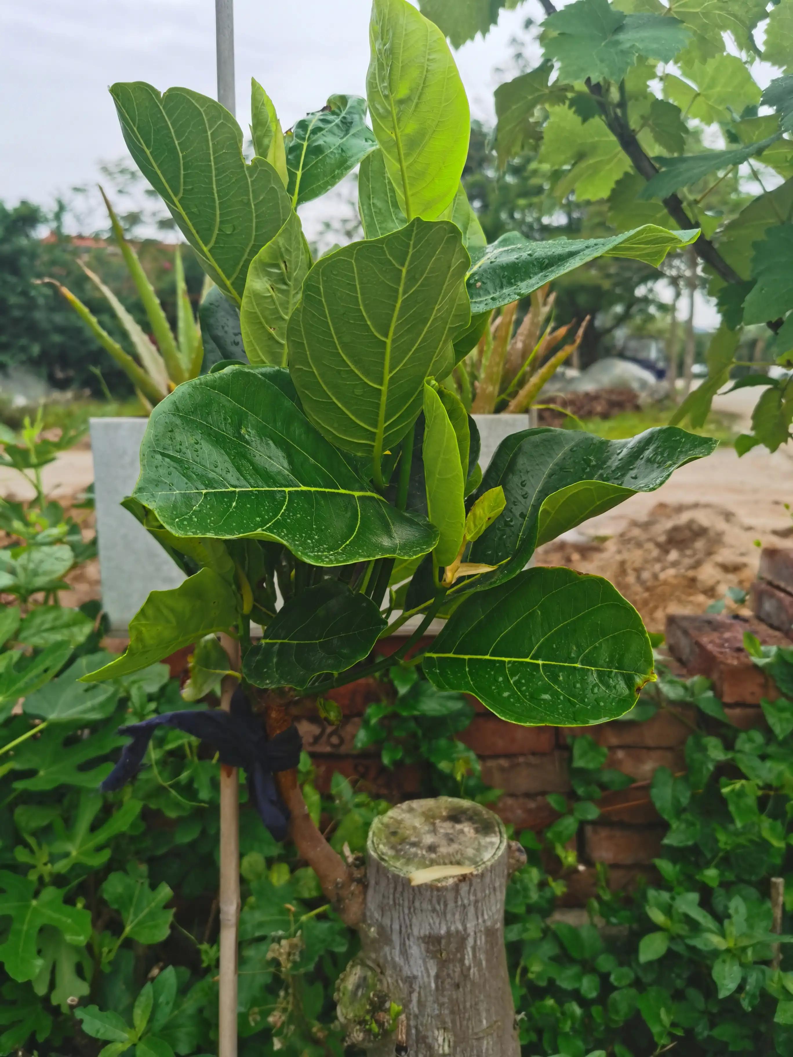 万能的头条帮忙鉴定一下菠萝蜜是哪个品种