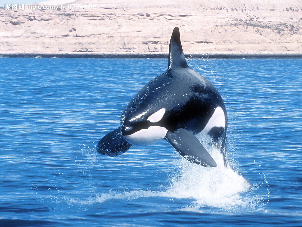 世界上最快的动物排行榜：阿猫阿狗都敌不过它们！