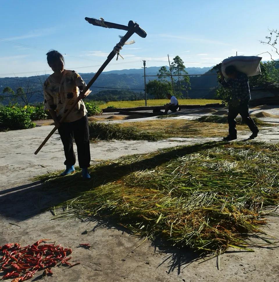 稻菽飘香各地丰收忙,稻菽飘香图片