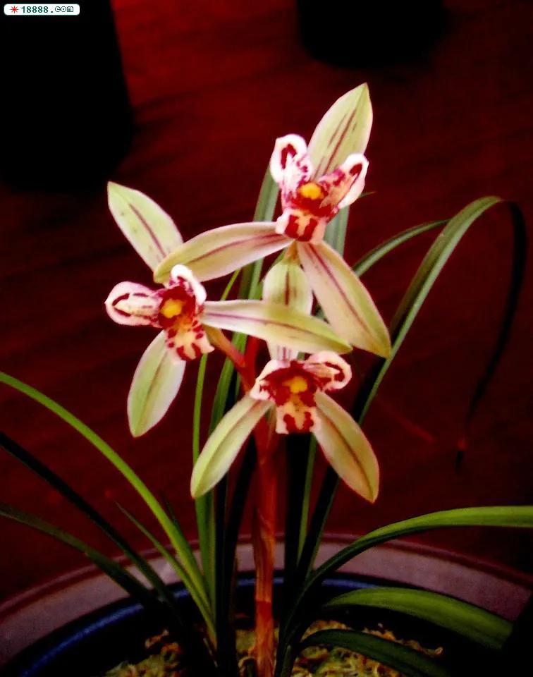 十大名贵兰花葱兰和韭兰的区别,十大名贵兰花视频