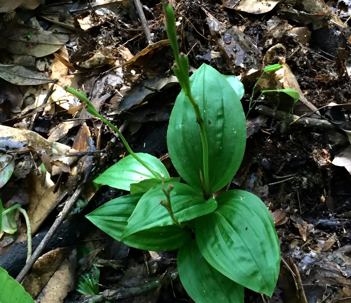 被称为“见血清”，在竹林里被忽视，如今越来越珍贵，见到请重视