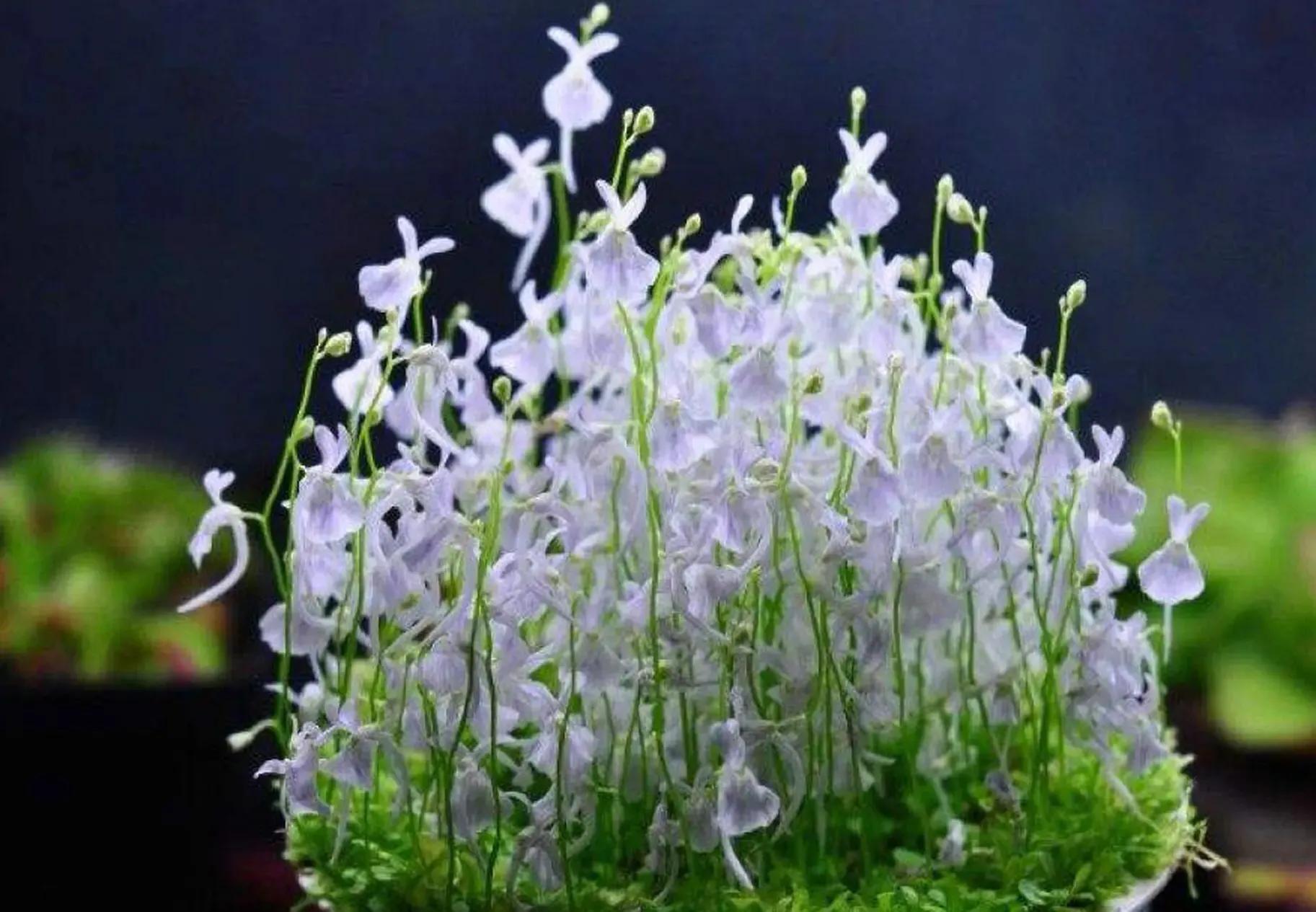 狸藻花图片大全,可爱的狸藻花图片