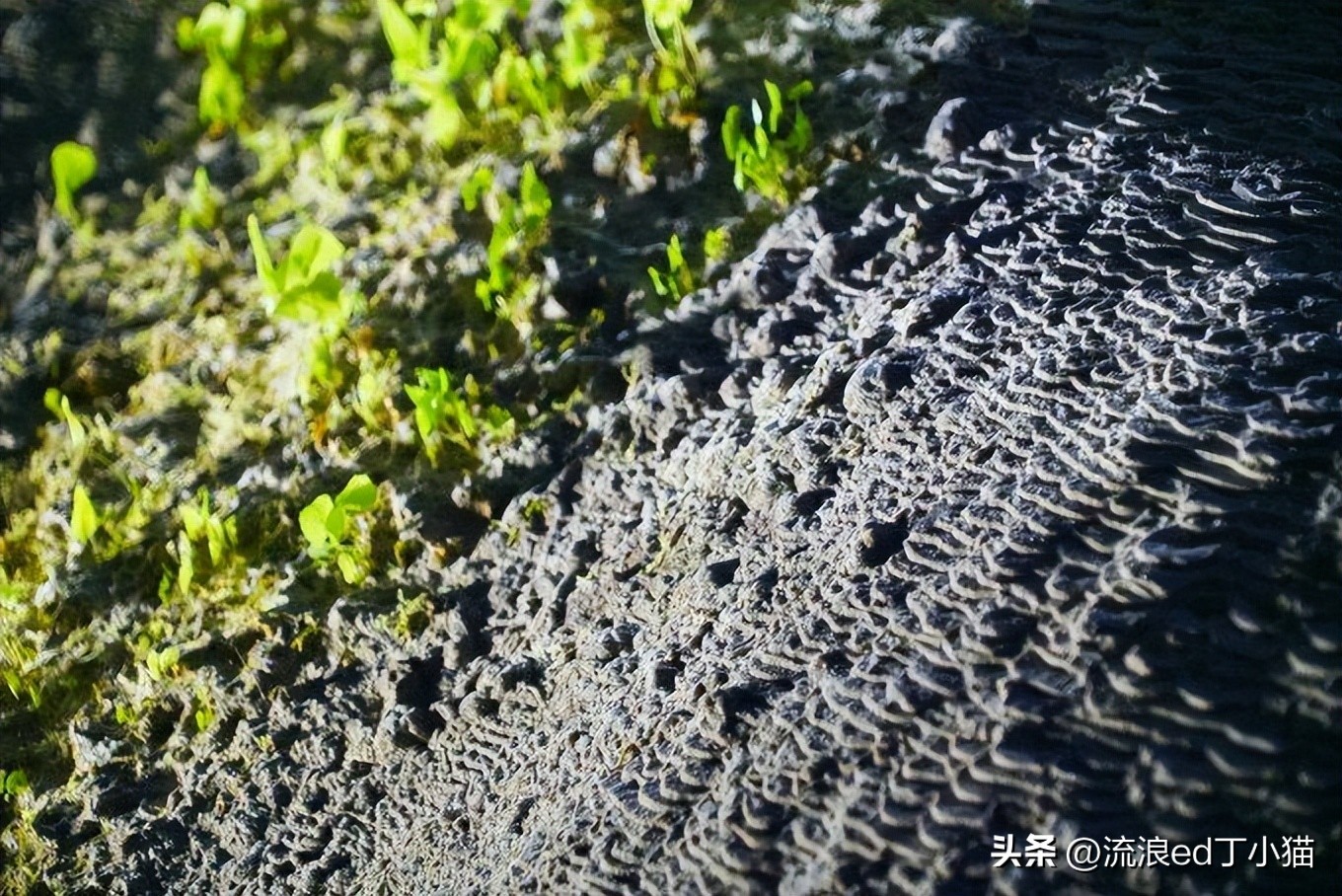 舌尖上的中国泸州古蔺椒麻鸡,古蔺麻辣鸡是哪里的特色小吃