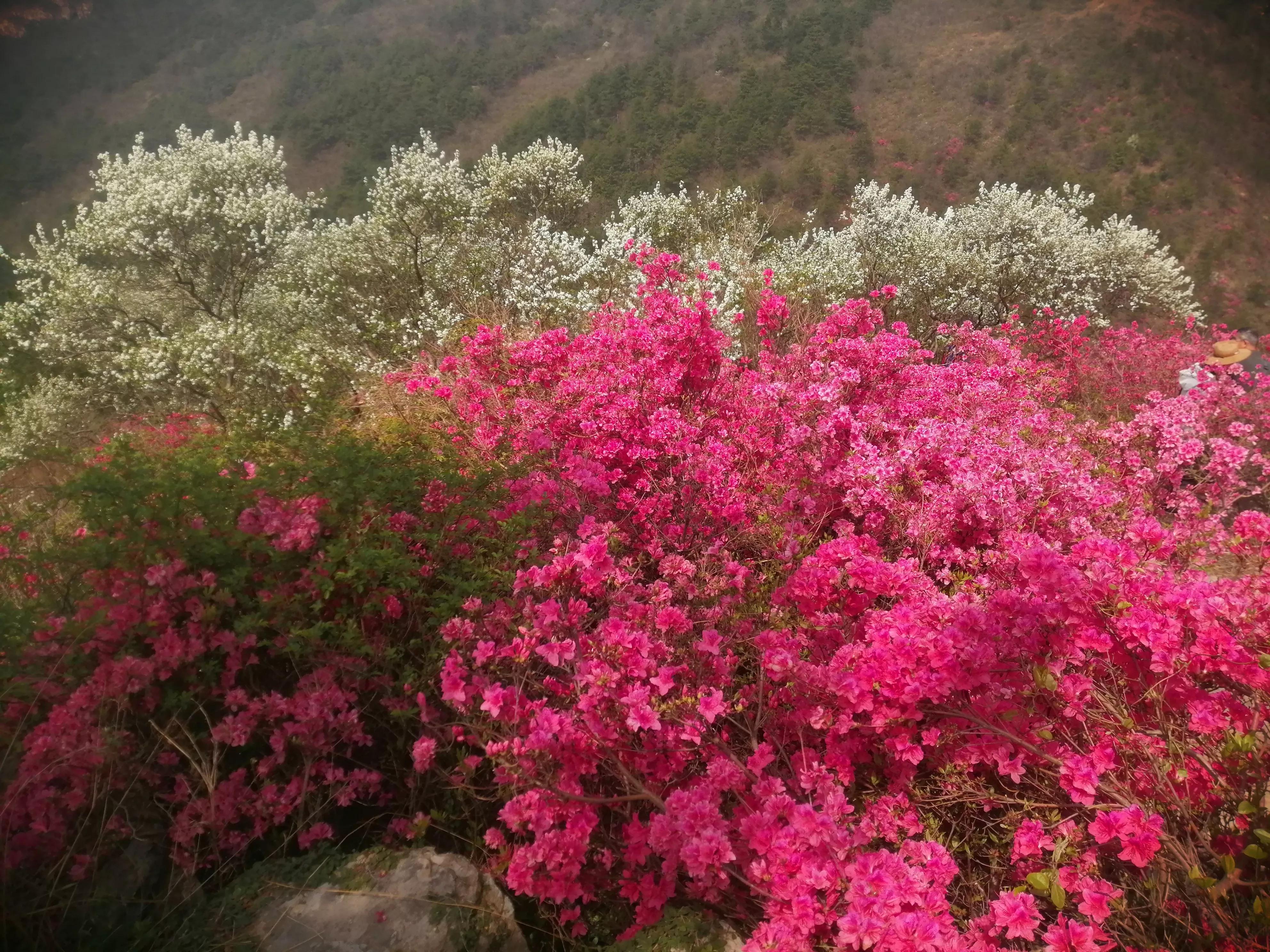 最美映山红完整版,最美映山红图片