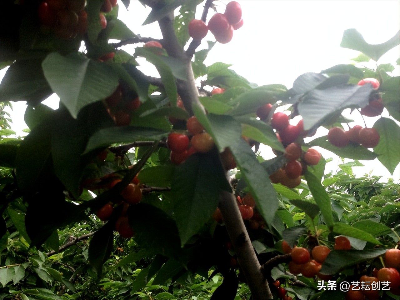 山西省特色农产品品牌名单,山西新增三个国家地理标志农产品